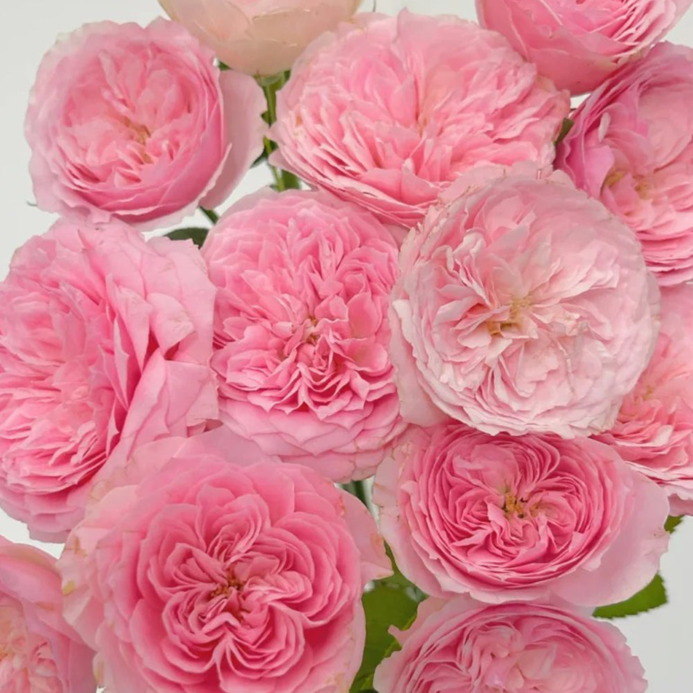 Bel Canto Japanese Florist Shrub Rose