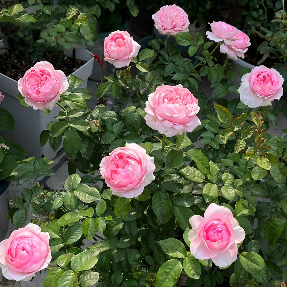Bel Canto Japanese Florist Shrub Rose