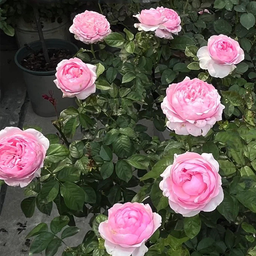 Bel Canto Japanese Florist Shrub Rose