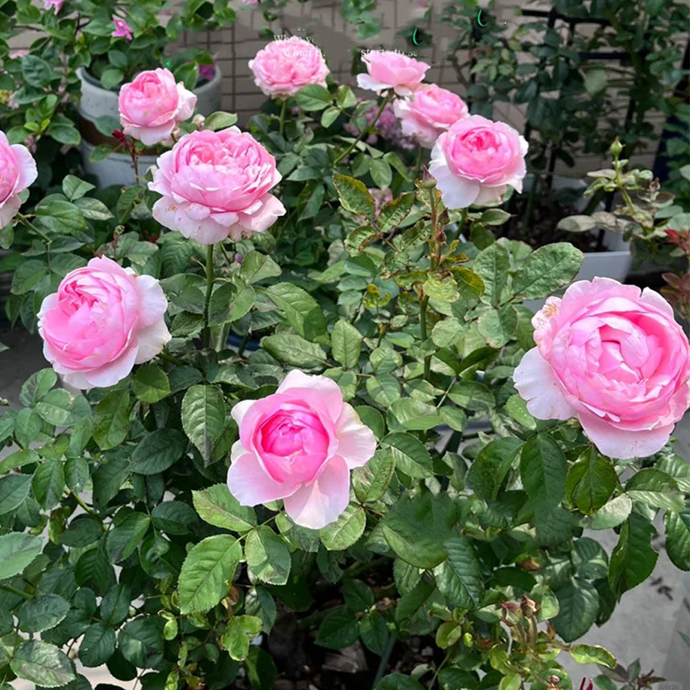 Bel Canto Japanese Florist Shrub Rose
