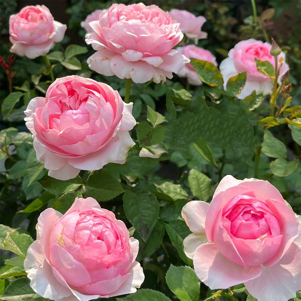Bel Canto Japanese Florist Shrub Rose