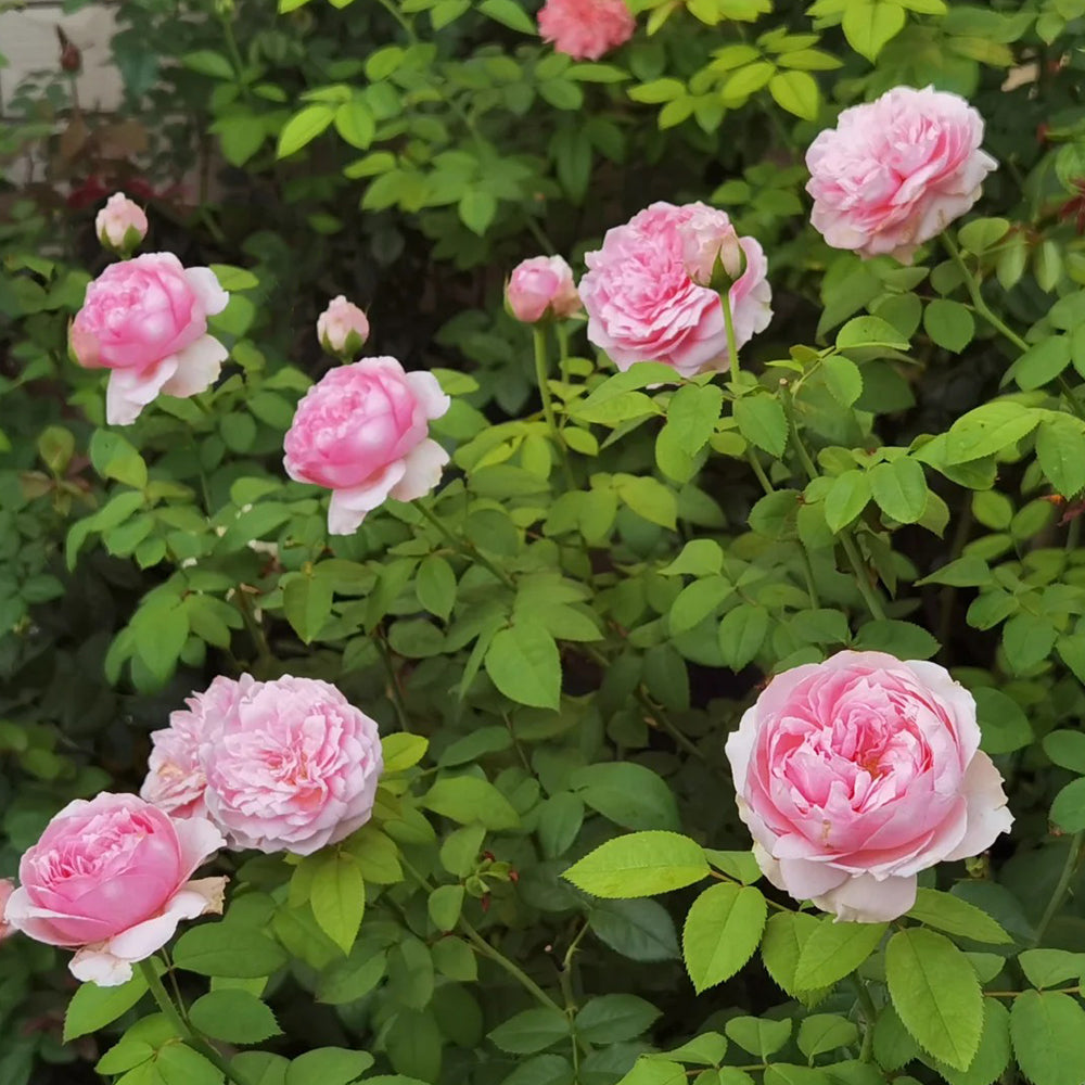 Bel Canto Japanese Florist Shrub Rose