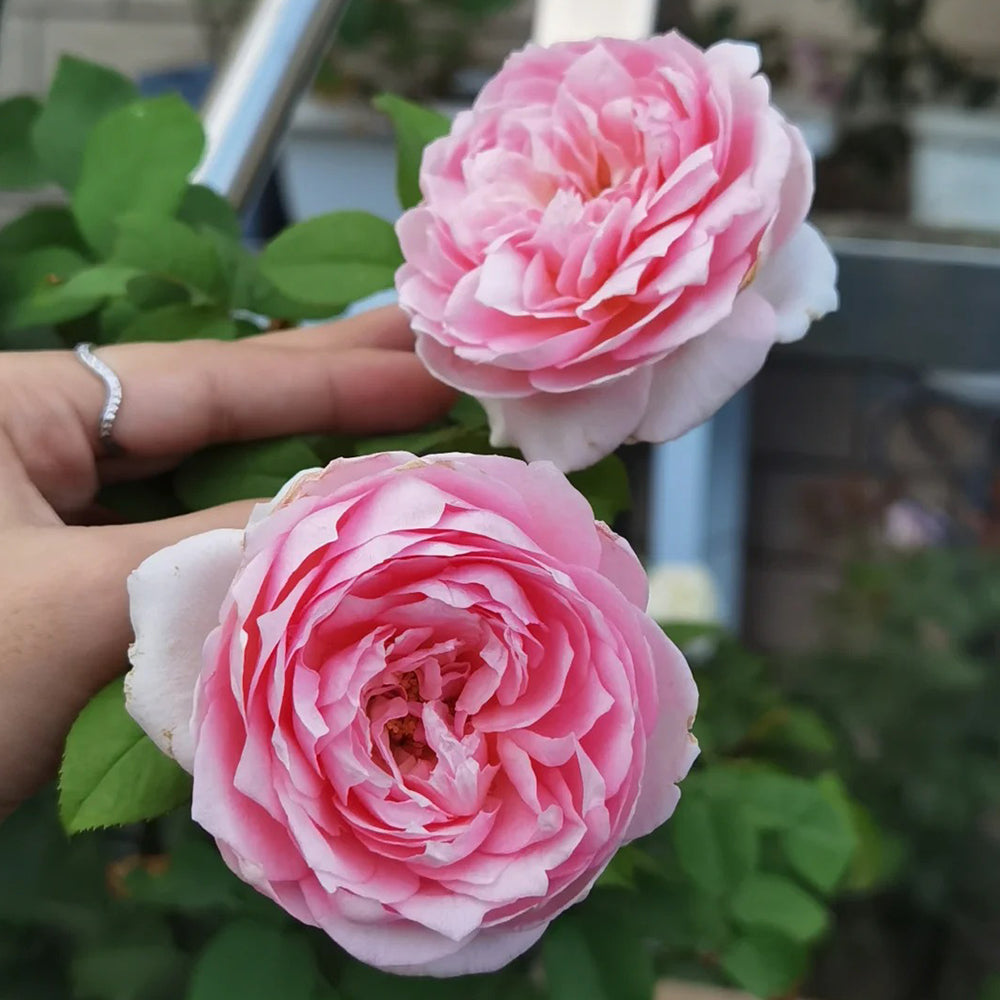 Bel Canto Japanese Florist Shrub Rose