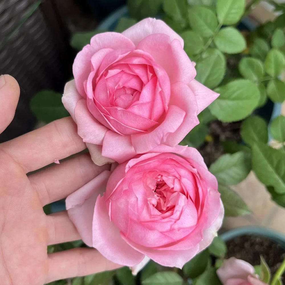 Bel Canto Japanese Florist Shrub Rose
