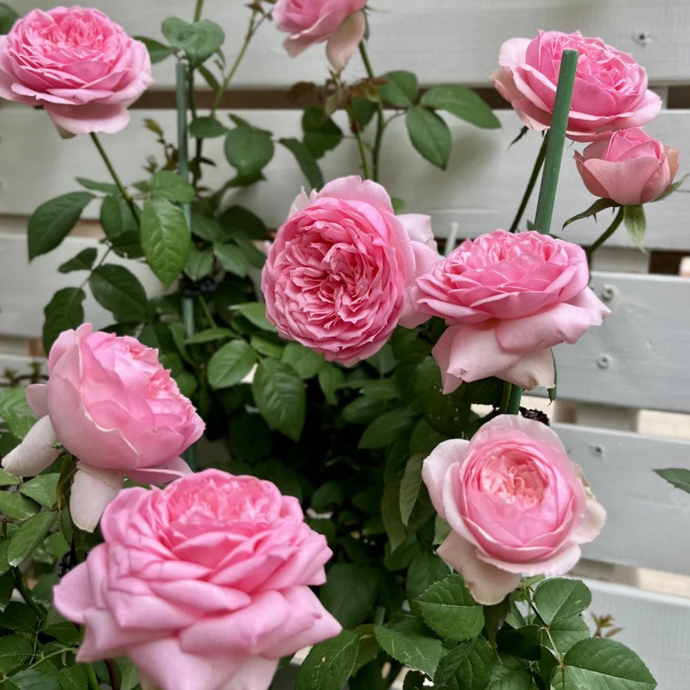 Bel Canto Japanese Florist Shrub Rose