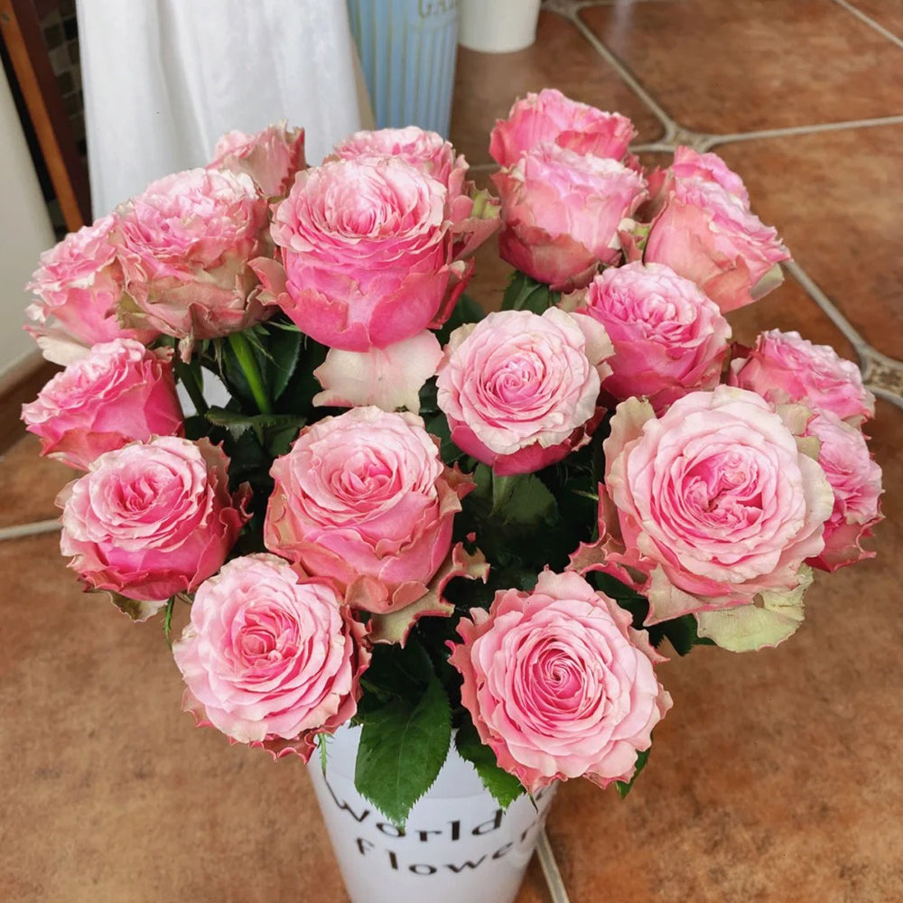Belize Ecuadorian Florist Shrub Rose