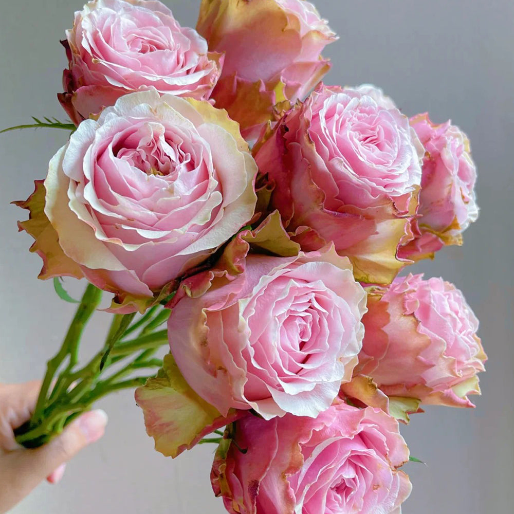 Belize Ecuadorian Florist Shrub Rose