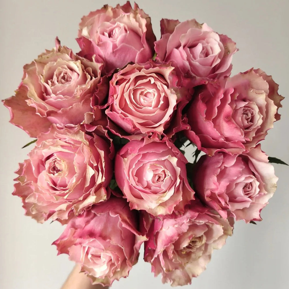Belize Ecuadorian Florist Shrub Rose