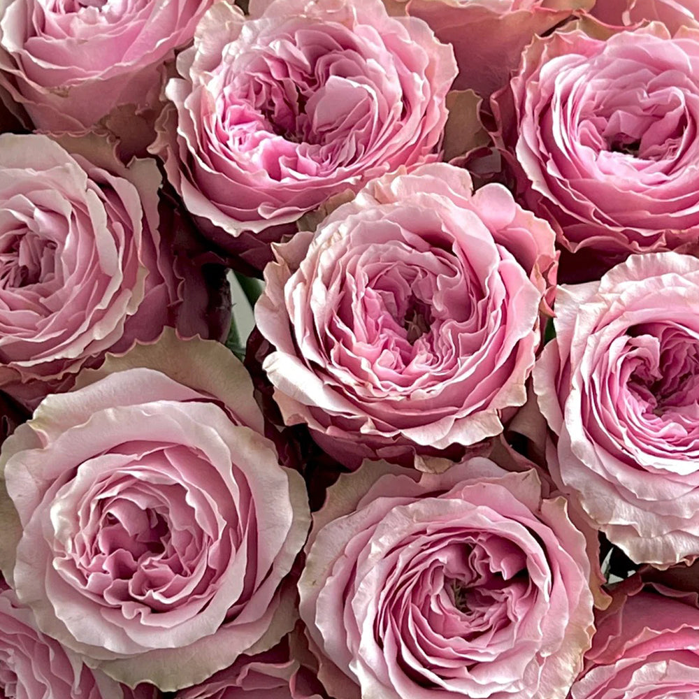 Belize Ecuadorian Florist Shrub Rose
