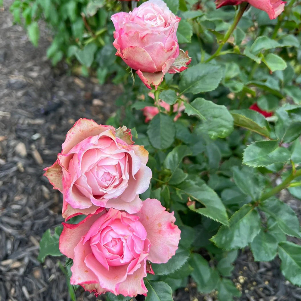 Belize Ecuadorian Florist Shrub Rose