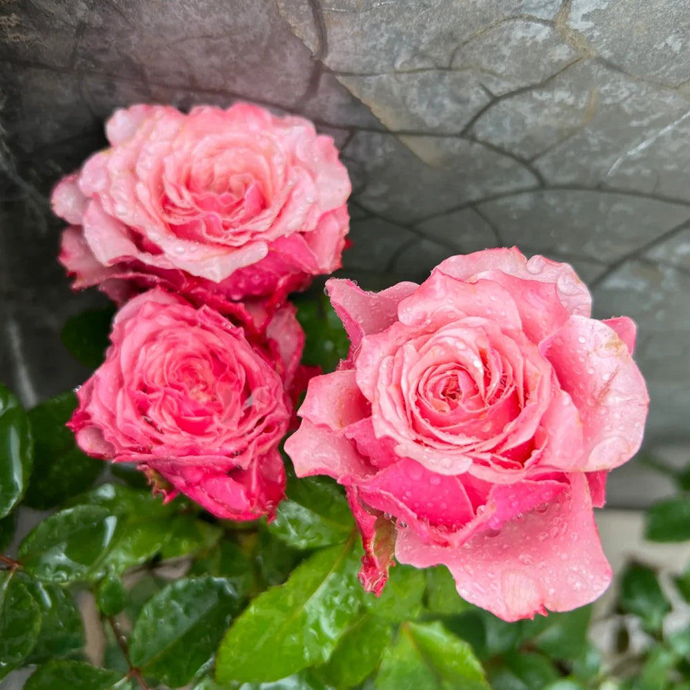 Belize Ecuadorian Florist Shrub Rose