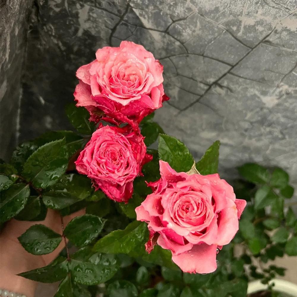Belize Ecuadorian Florist Shrub Rose