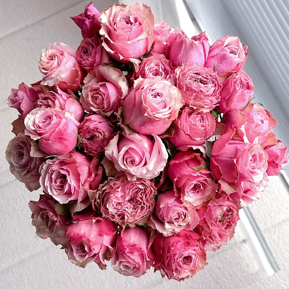 Belize Ecuadorian Florist Shrub Rose