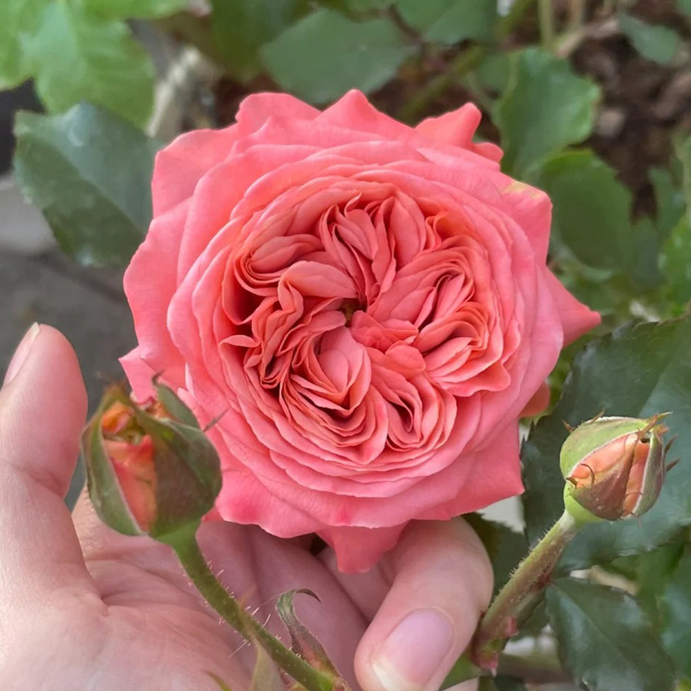 Dutch Florist Shrub Rose Inspired by Bella Trendsetter