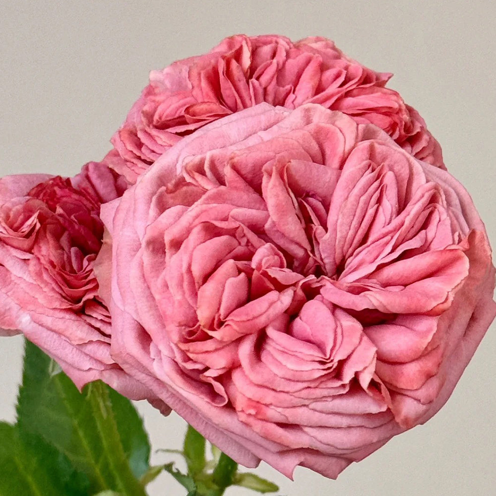 Dutch Florist Shrub Rose Inspired by Bella Trendsetter