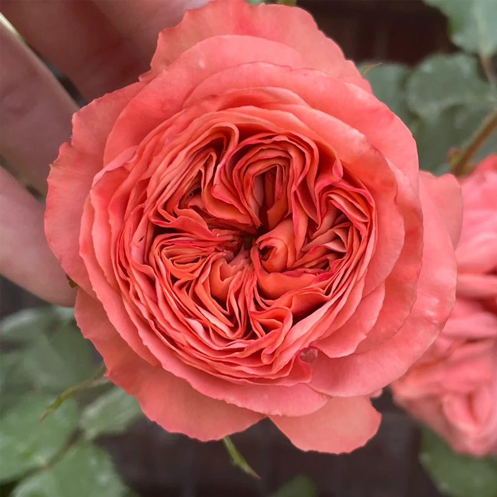 Dutch Florist Shrub Rose Inspired by Bella Trendsetter