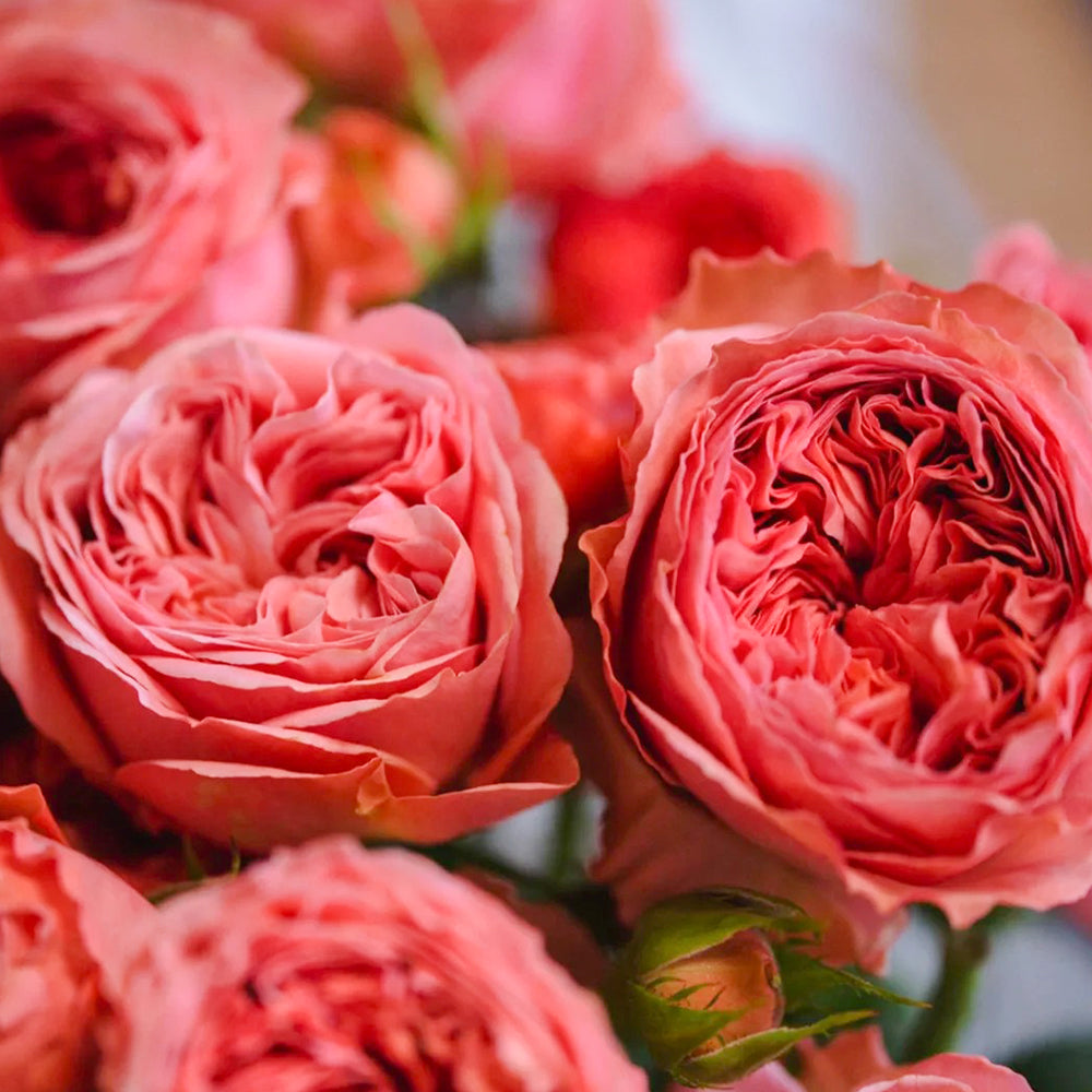 Dutch Florist Shrub Rose Inspired by Bella Trendsetter