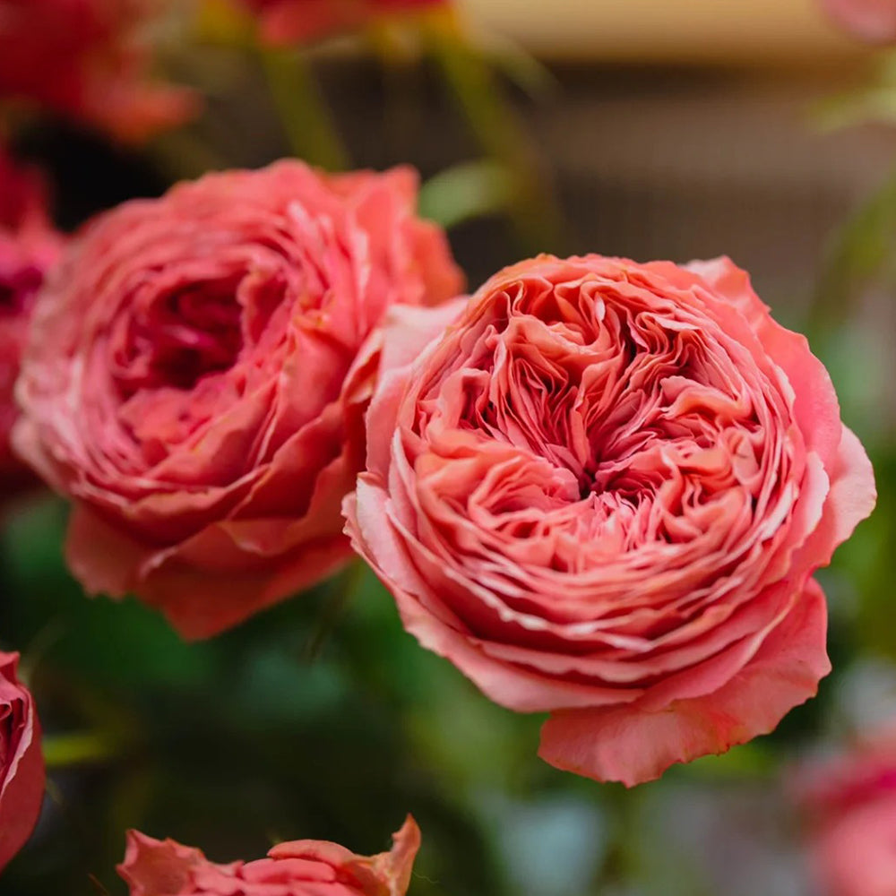 Dutch Florist Shrub Rose Inspired by Bella Trendsetter