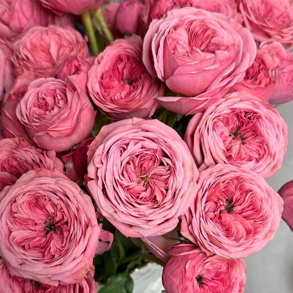 Dutch Florist Shrub Rose Inspired by Bella Trendsetter