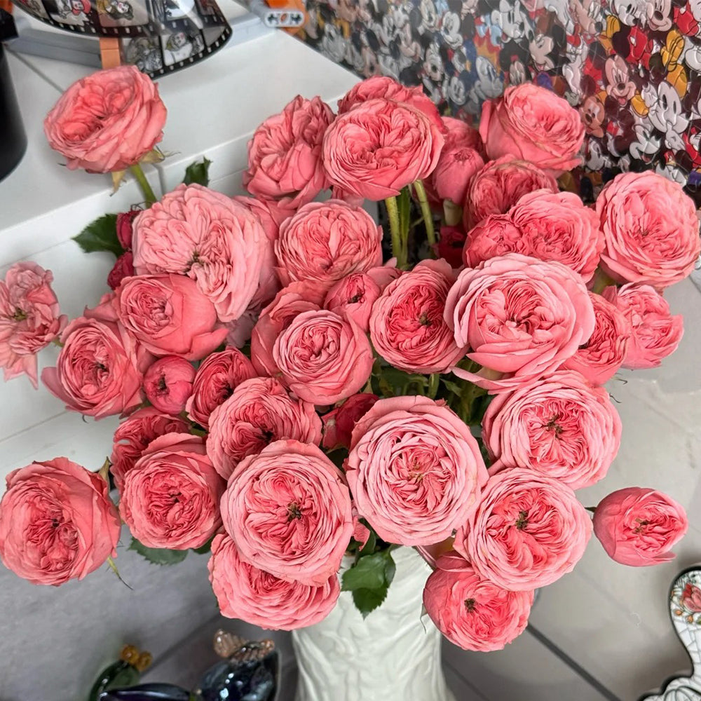 Dutch Florist Shrub Rose Inspired by Bella Trendsetter