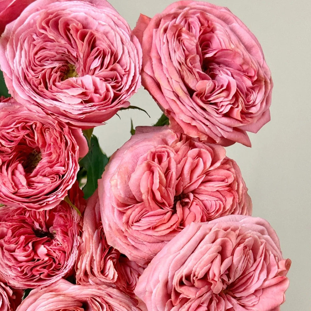 Dutch Florist Shrub Rose Inspired by Bella Trendsetter
