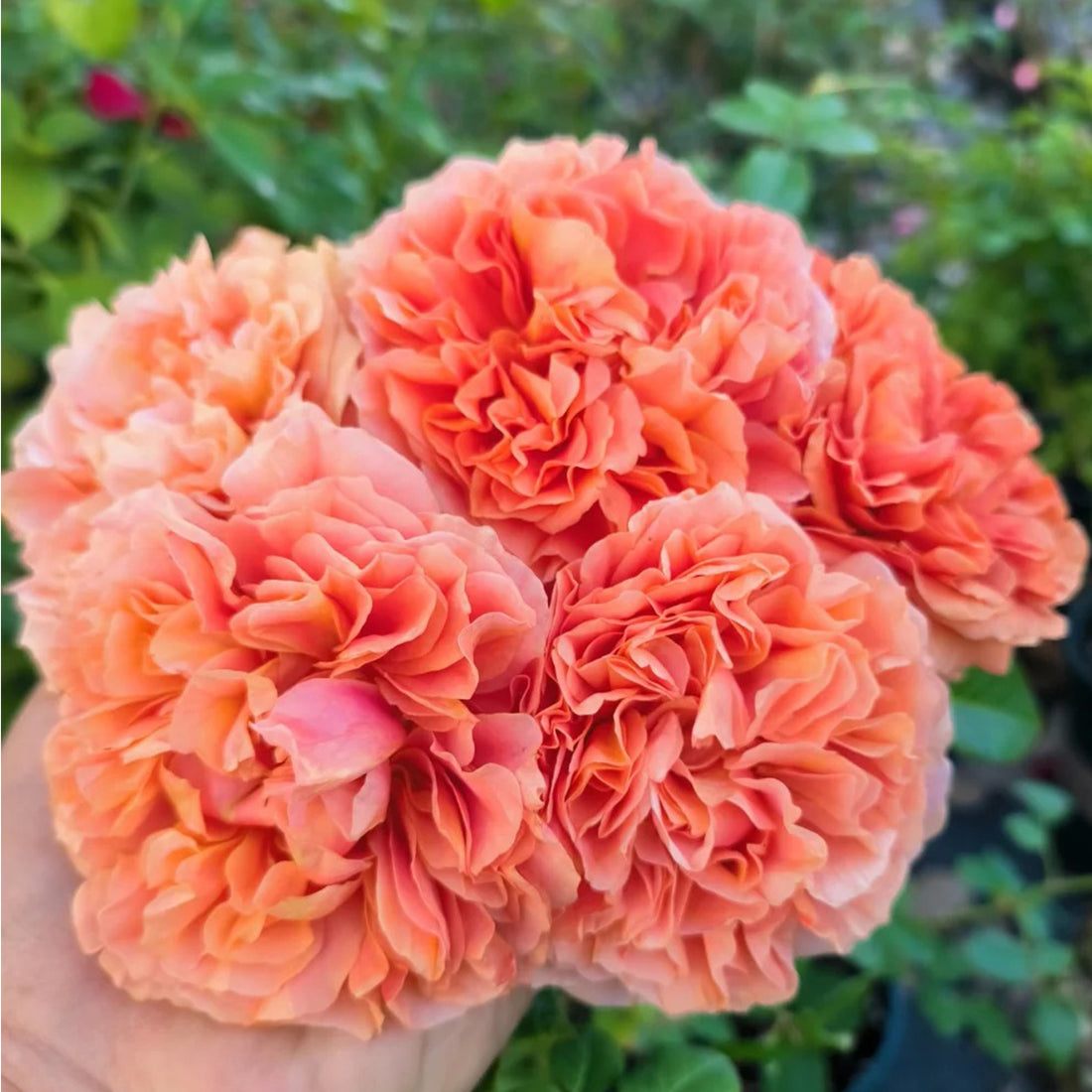 Belle d’Anjou French Florist Shrub Rose