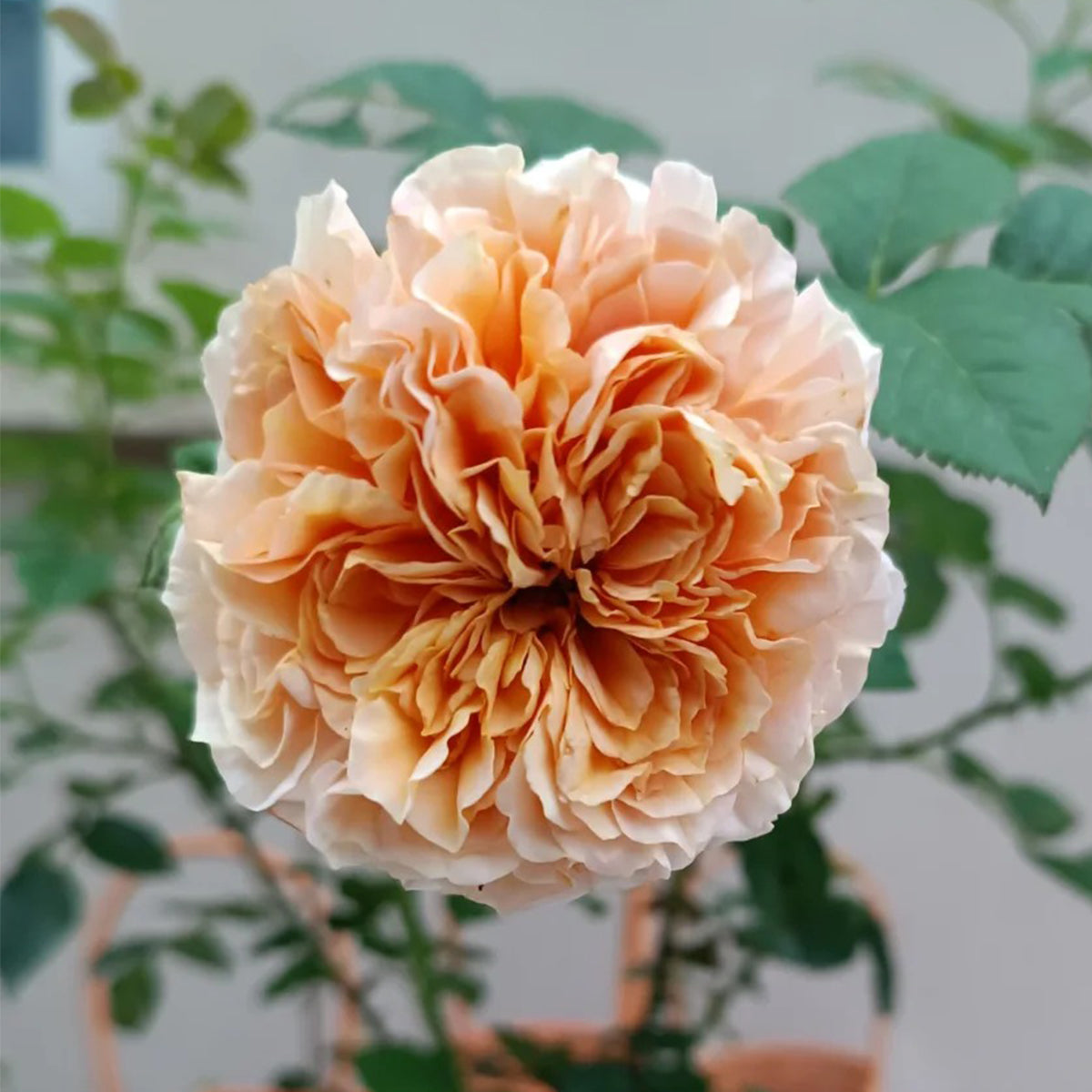 Belle d’Anjou French Florist Shrub Rose