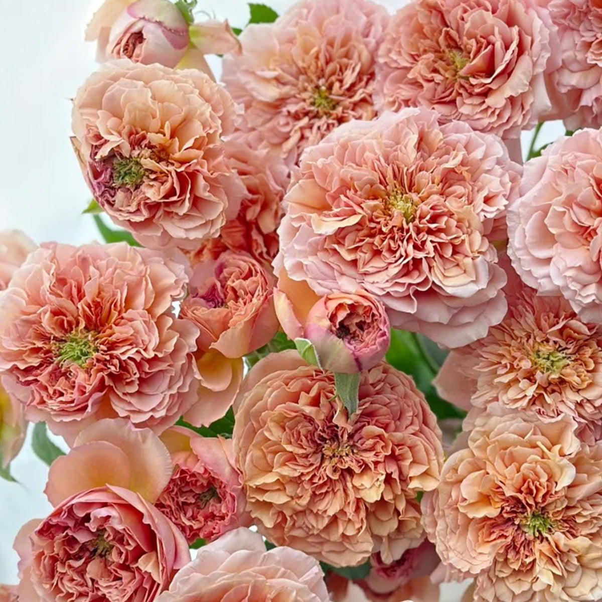 Belle d’Anjou French Florist Shrub Rose