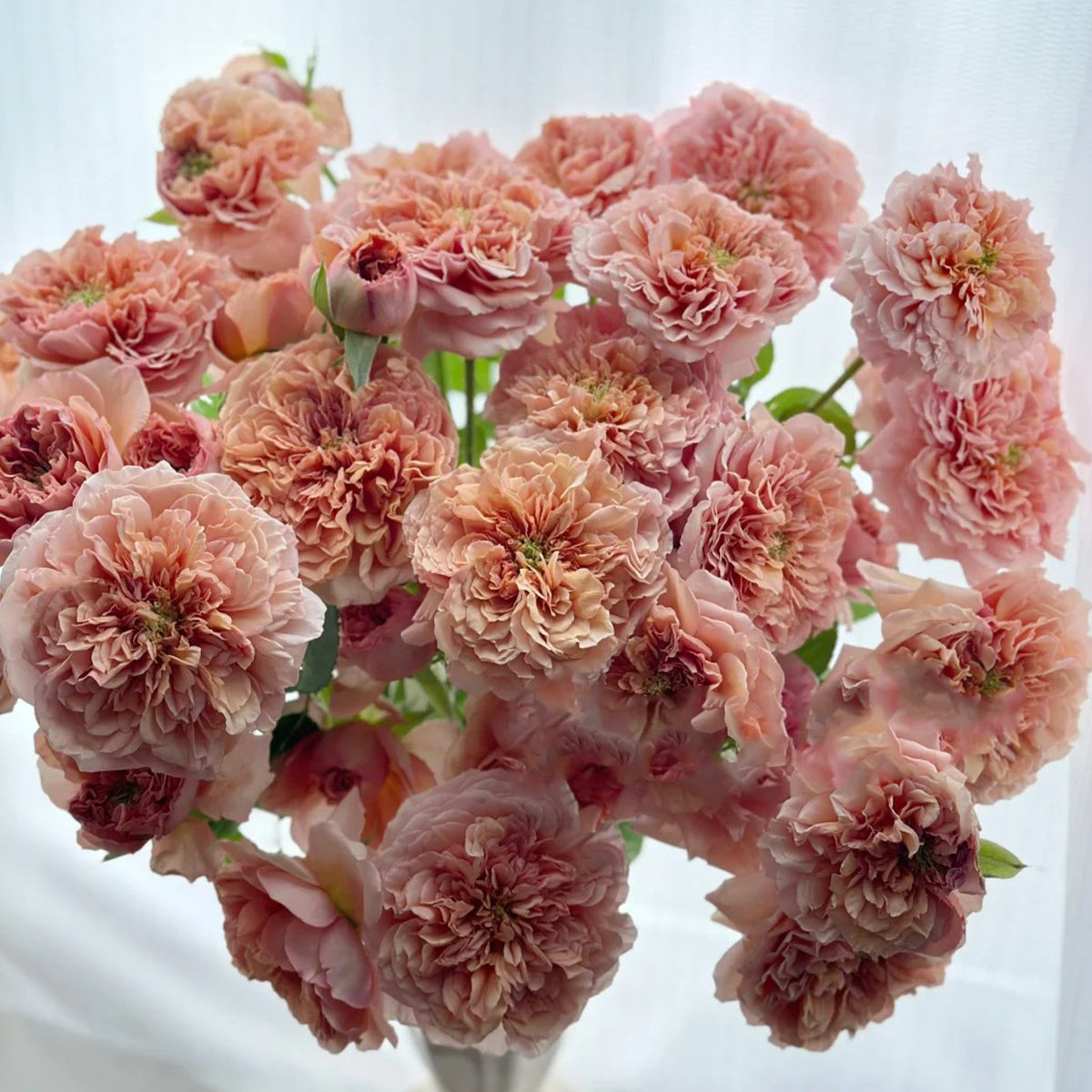 Belle d’Anjou French Florist Shrub Rose