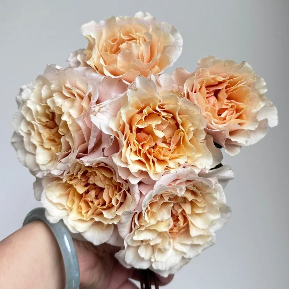 Ben Weatherstaff Japanese Florist Shrub Rose