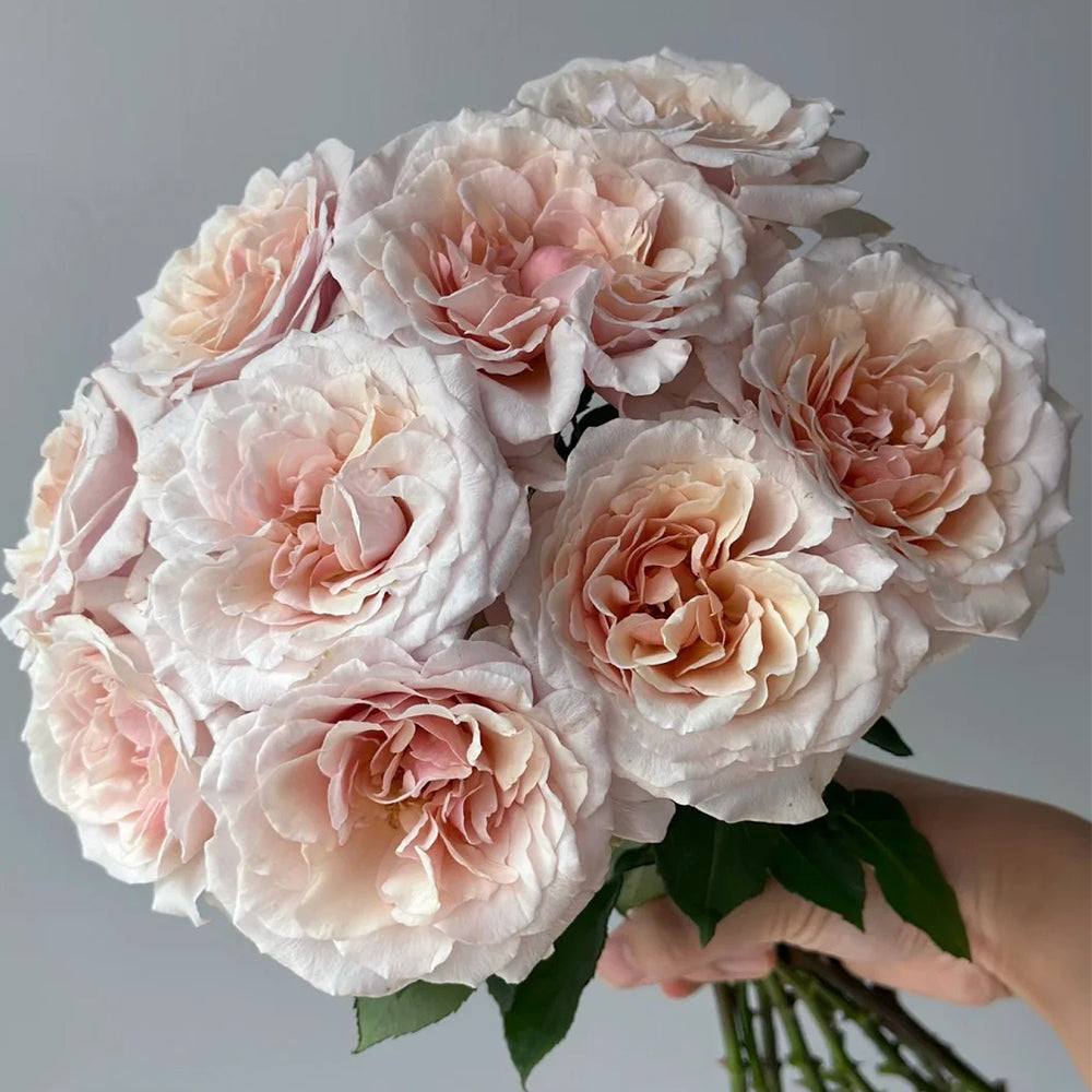 Ben Weatherstaff Japanese Florist Shrub Rose