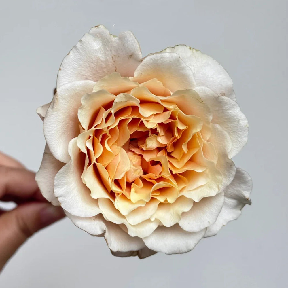 Ben Weatherstaff Japanese Florist Shrub Rose