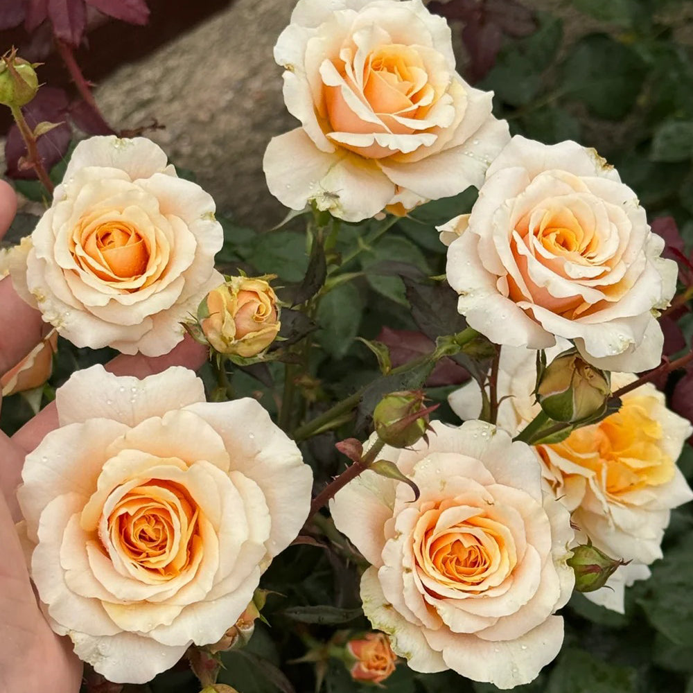Ben Weatherstaff Japanese Florist Shrub Rose