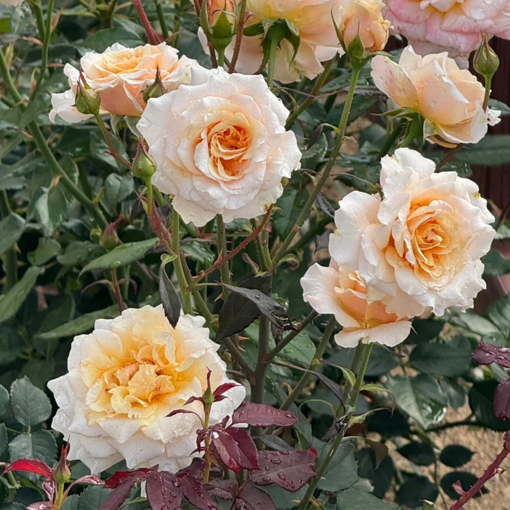 Ben Weatherstaff Japanese Florist Shrub Rose