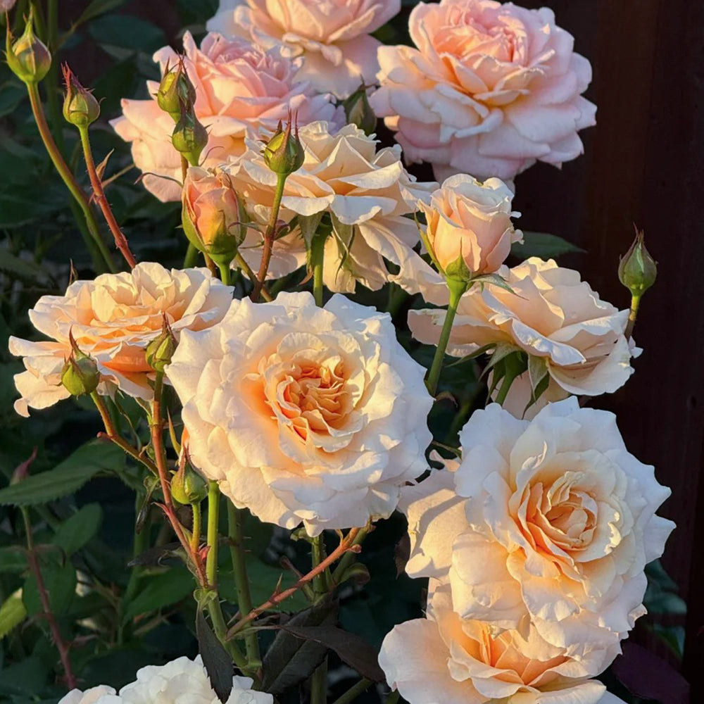 Ben Weatherstaff Japanese Florist Shrub Rose