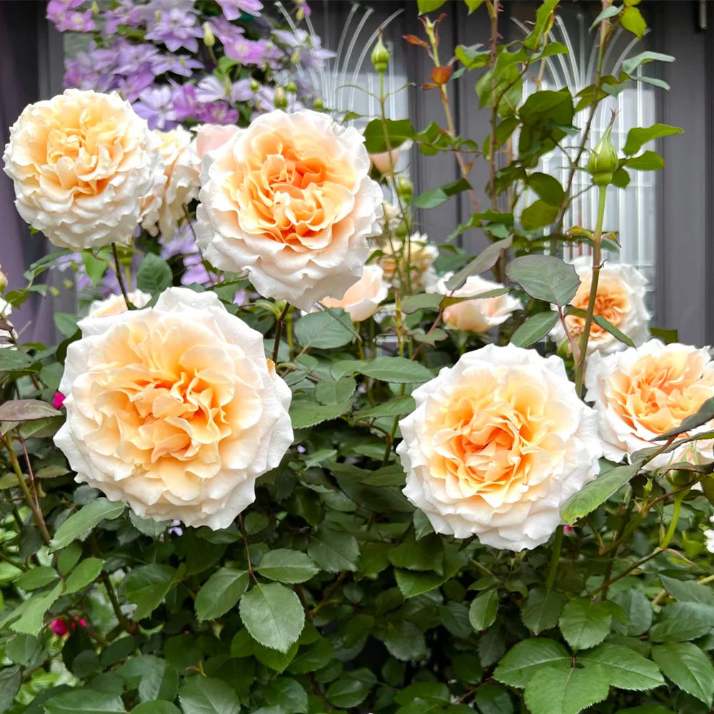 Ben Weatherstaff Japanese Florist Shrub Rose