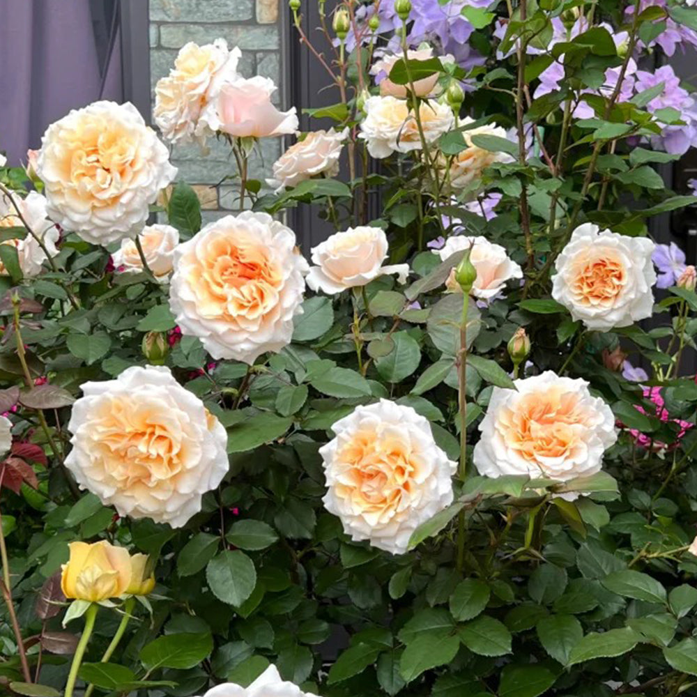 Ben Weatherstaff Japanese Florist Shrub Rose