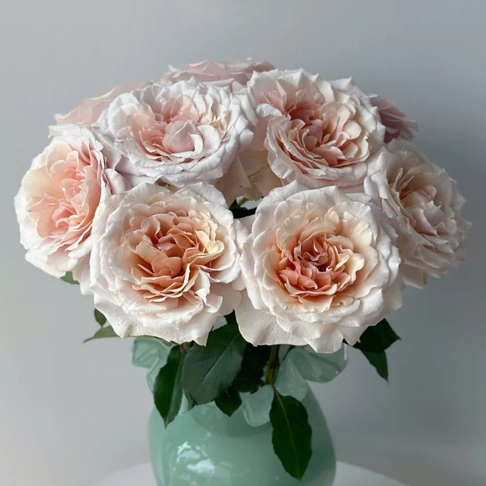 Ben Weatherstaff Japanese Florist Shrub Rose