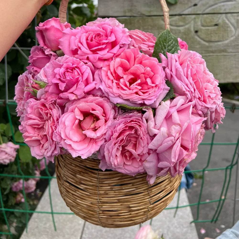 French Florist Climbing Rose Inspired by Bienvenue