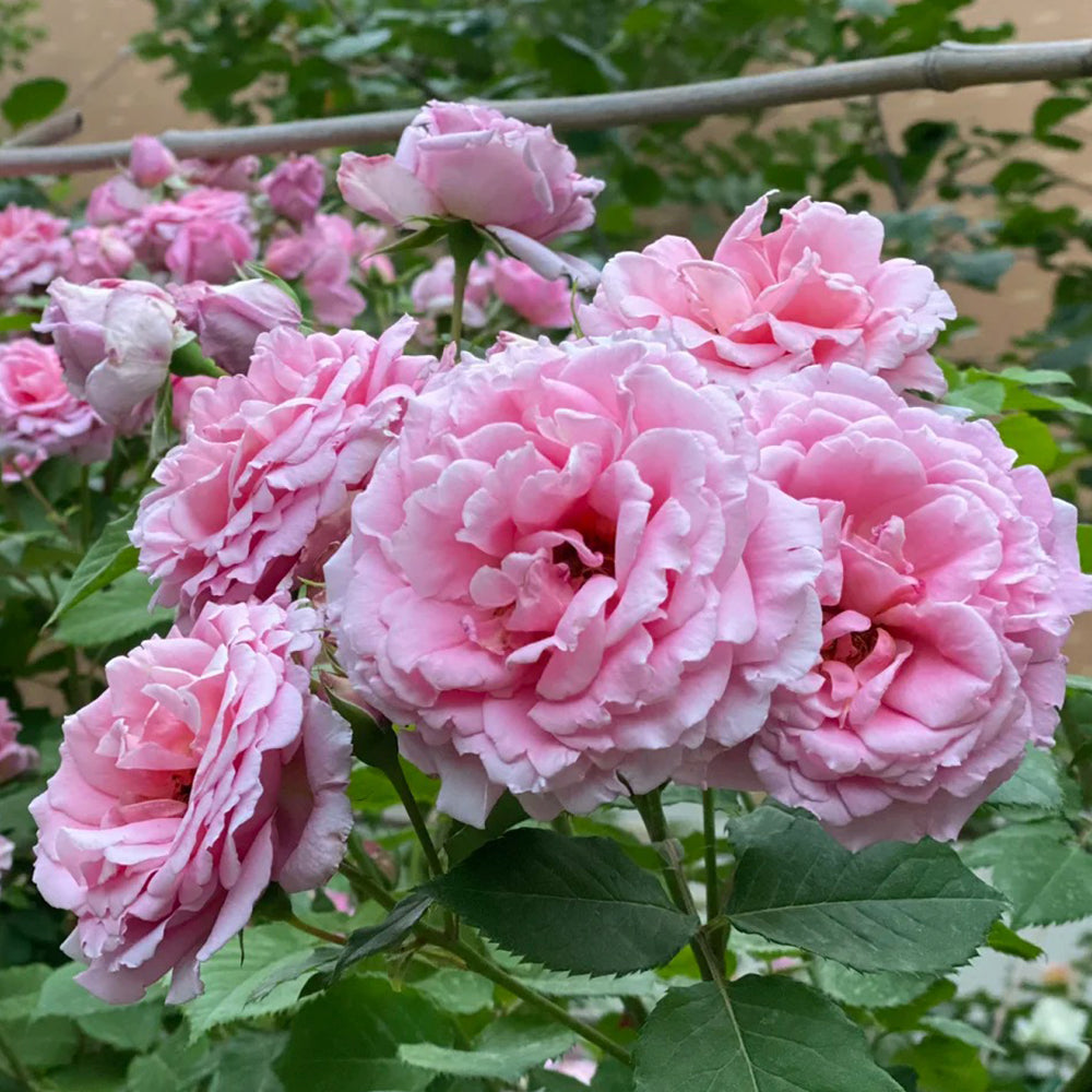 French Florist Climbing Rose Inspired by Bienvenue