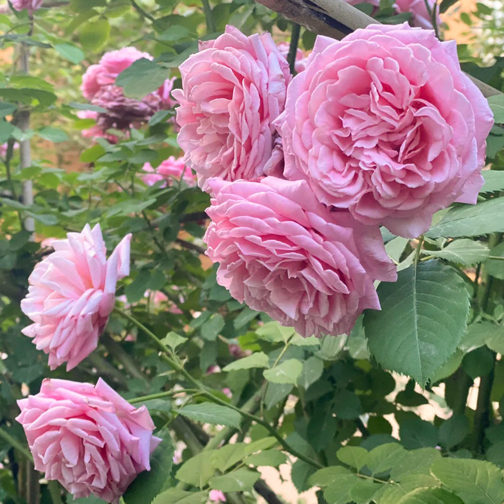 French Florist Climbing Rose Inspired by Bienvenue
