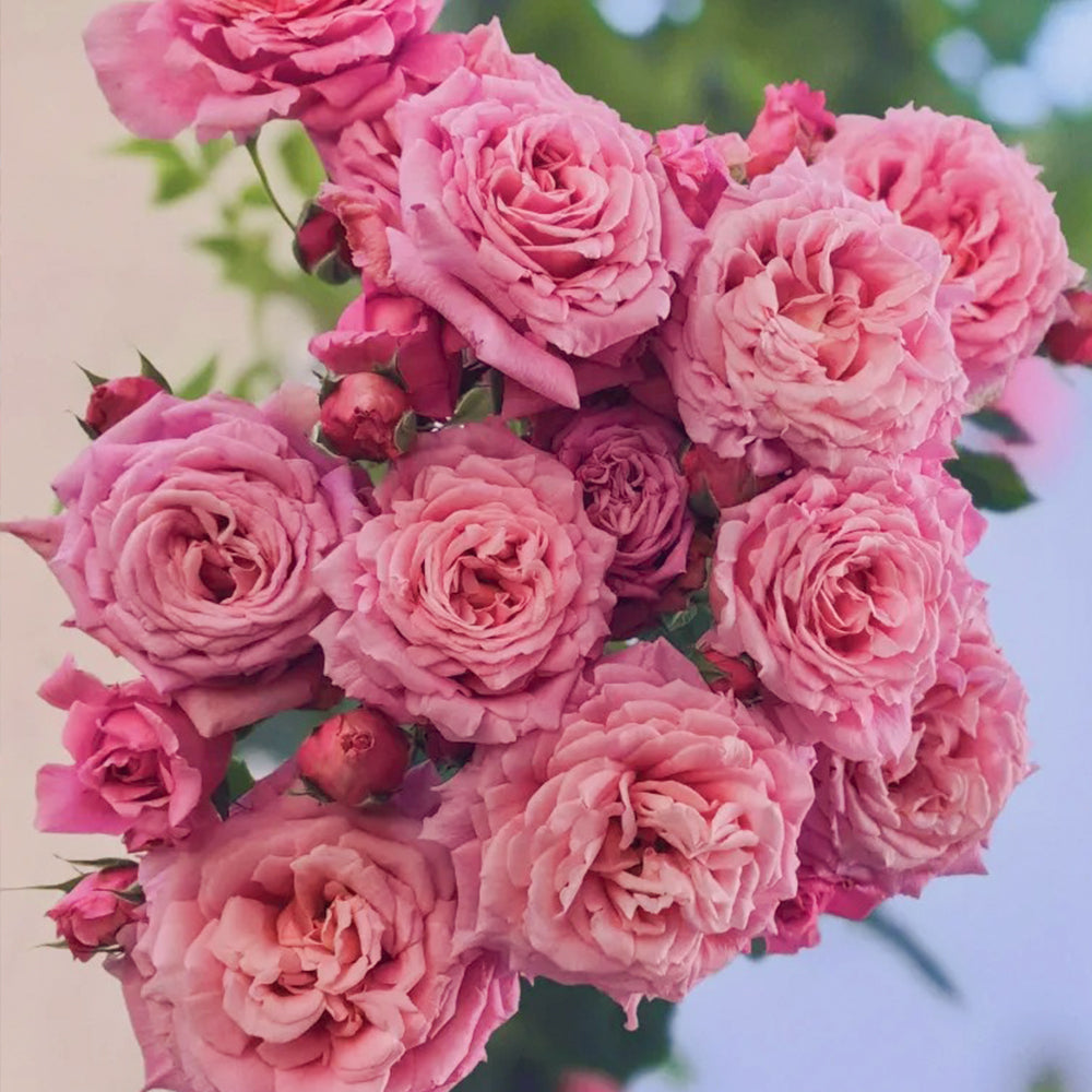 French Florist Climbing Rose Inspired by Bienvenue