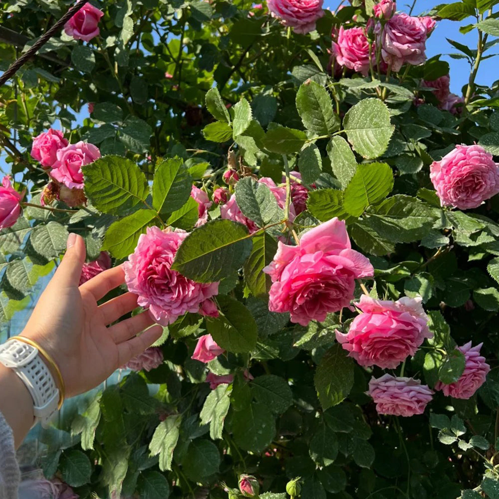 French Florist Climbing Rose Inspired by Bienvenue