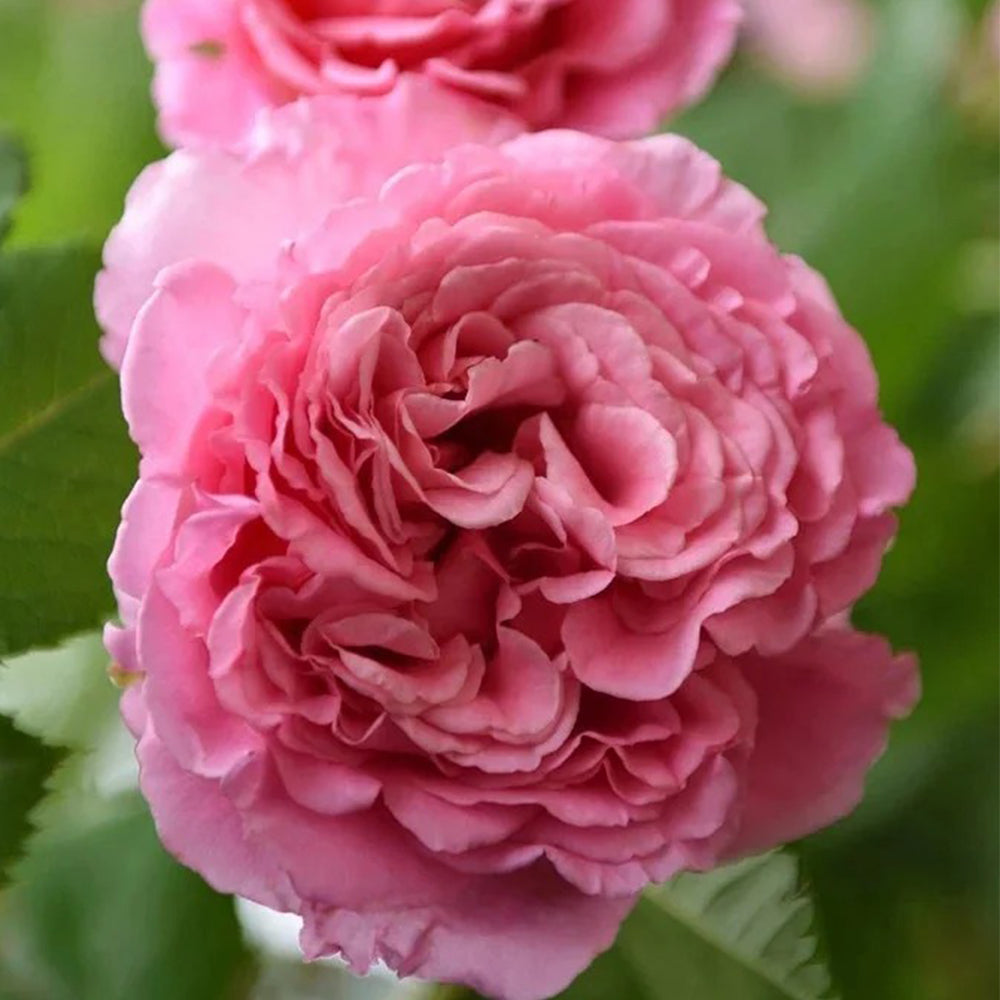 French Florist Climbing Rose Inspired by Bienvenue
