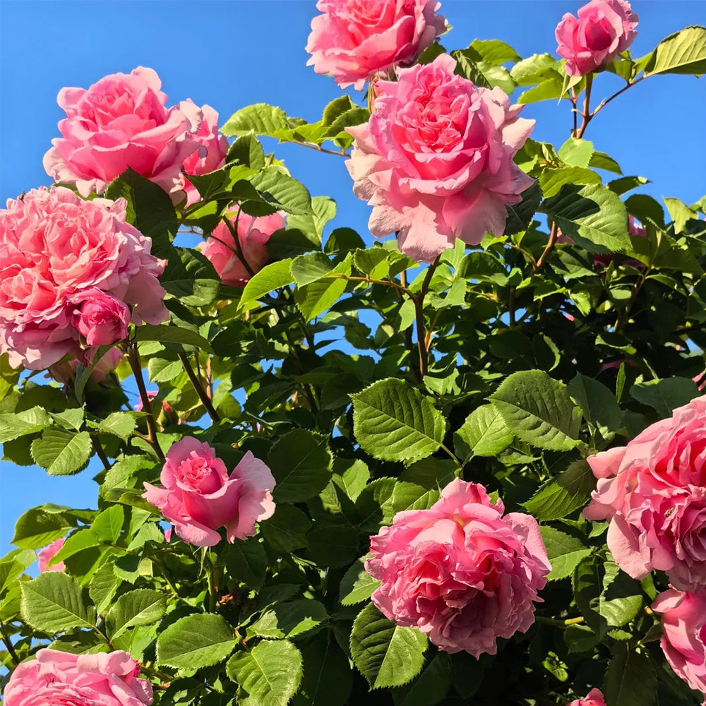 French Florist Climbing Rose Inspired by Bienvenue