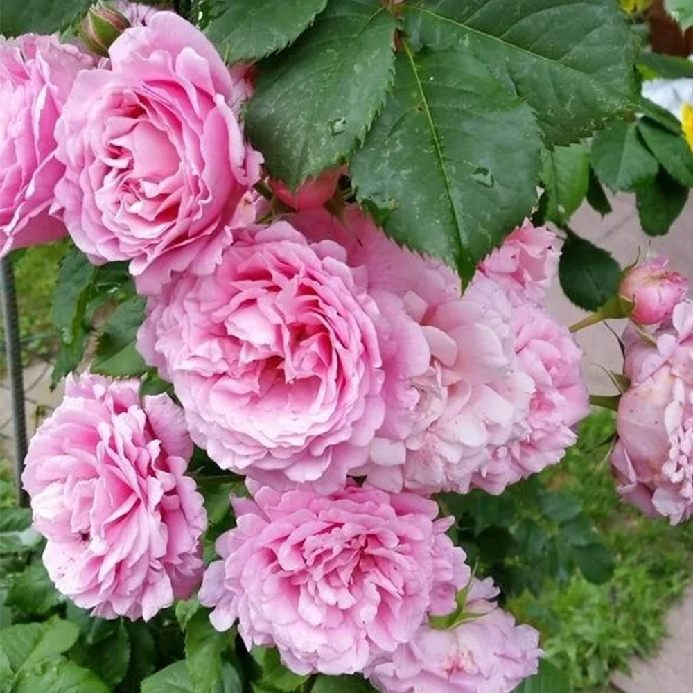 French Florist Climbing Rose Inspired by Bienvenue