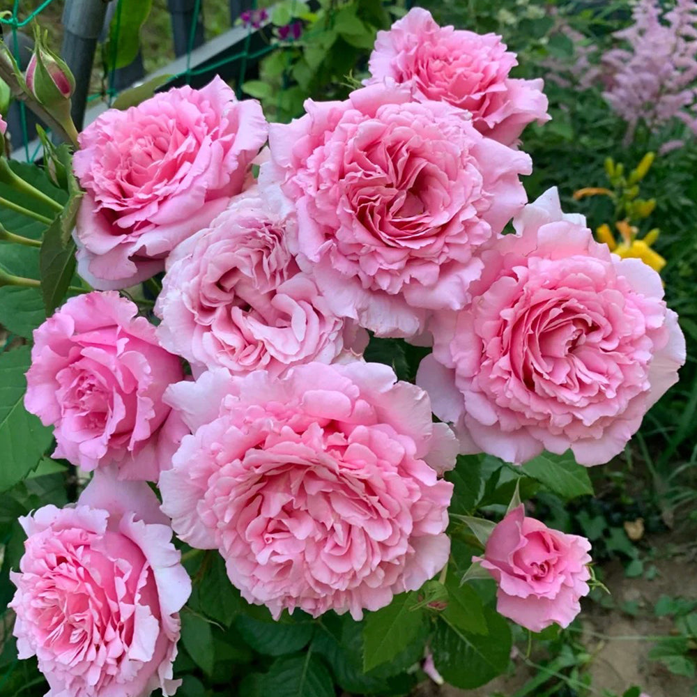 French Florist Climbing Rose Inspired by Bienvenue