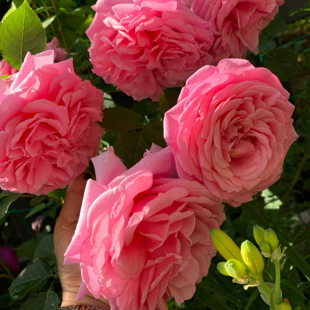 French Florist Climbing Rose Inspired by Bienvenue