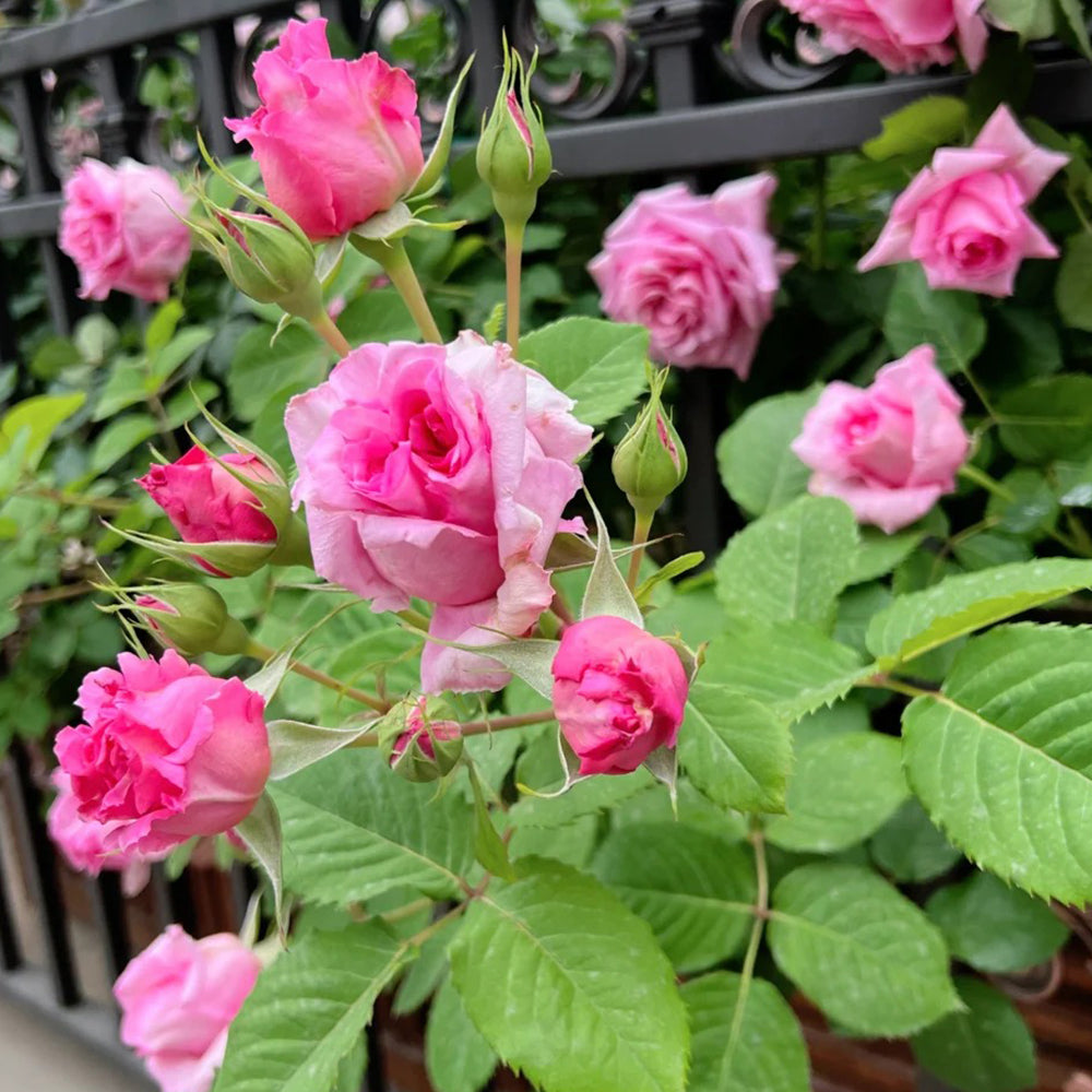 French Florist Climbing Rose Inspired by Bienvenue
