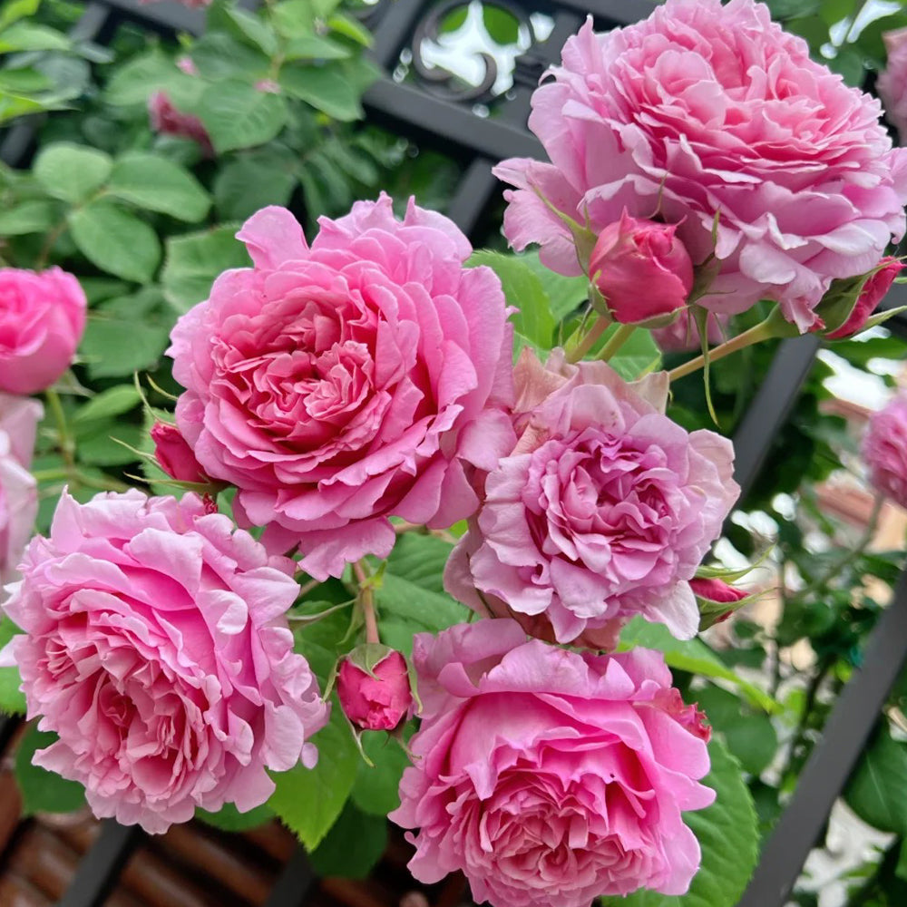 French Florist Climbing Rose Inspired by Bienvenue